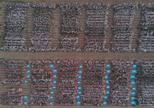 Foto - Yapay zeka ile pamuk verimini artıracak buluşa patent