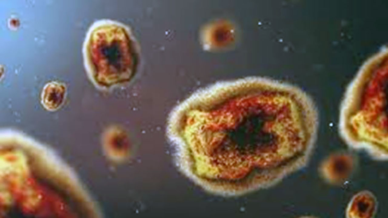 Foto - Yapay zekayla yaklaşık 162 bin yeni virüs türü keşfedildi