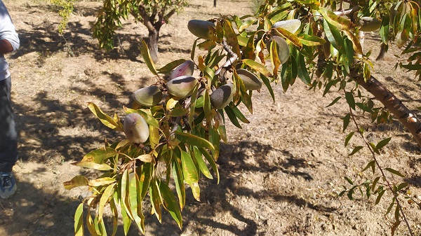 Foto - Yapılamaz denileni yaptı! Tam 10 yıl sonra ilk sonucu aldı