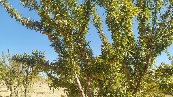 Foto - Yapılamaz denileni yaptı! Tam 10 yıl sonra ilk sonucu aldı