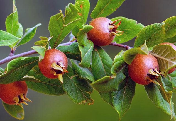 Foto - Yaprağı şeker hastalarına şifa oluyor!
