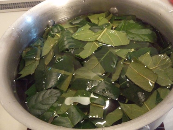 Foto - Yaprağı şeker hastalarına şifa oluyor!