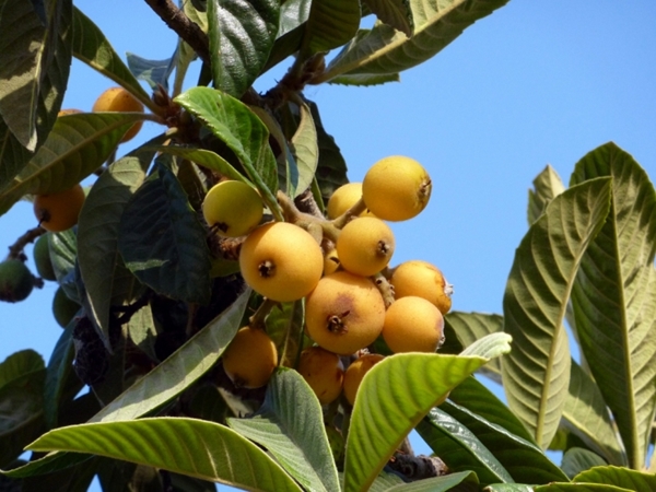Foto - Yaprağı şeker hastalarına şifa oluyor!