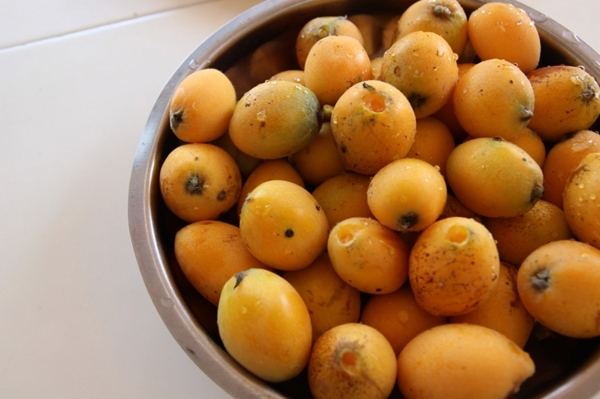 Foto - Yaprağı şeker hastalarına şifa oluyor!