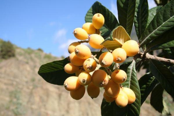 Foto - Yaprağı şeker hastalarına şifa oluyor!