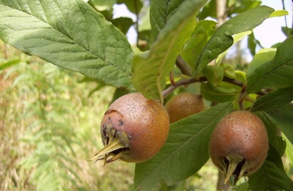 Foto - Yaprağı şeker hastalarına şifa oluyor!