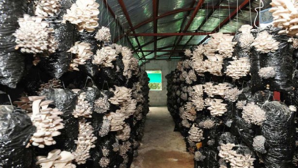 Foto - Yaptığı özel karışımla 3 ton ürün alıyor, hepsi onu tüketiyor! Tek başına resmen fabrika gibi çalışıyor! Sen ne yaptın böyle Veli abi