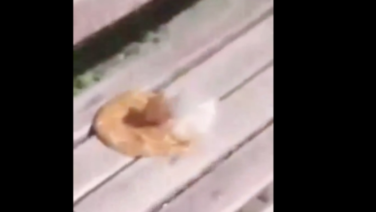 Foto - Yaptığı rezilliği kayda aldı, yetmedi, sanki bir haltmış gibi paylaştı! Sizde hiç utanma yok mu namussuzlar