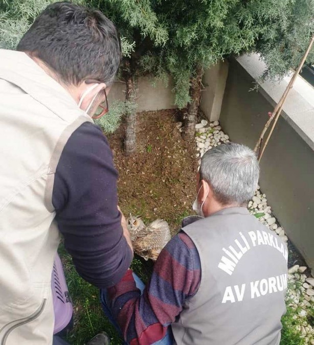 Foto - Yaralı baykuş tedavi altına alındı