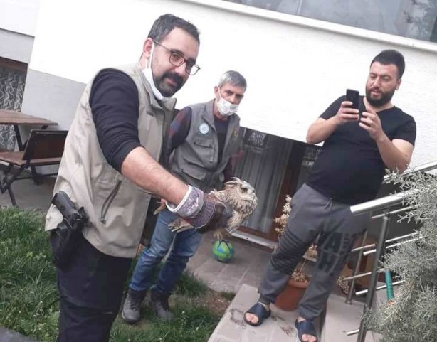 Yaralı baykuş tedavi altına alındı