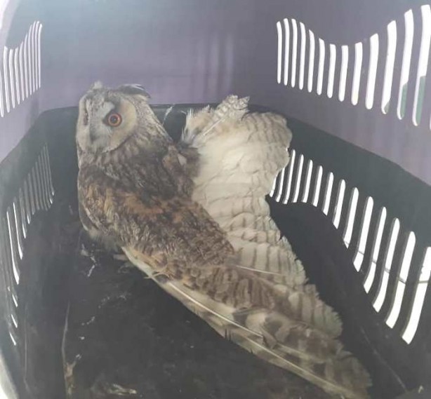 Foto - Yaralı baykuş tedavi altına alındı