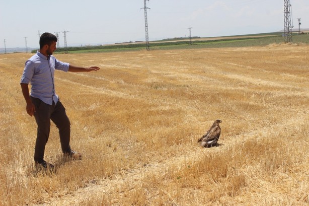 Foto - Yaralı bulduğu kartalı, köpek saldırısından kurtardı