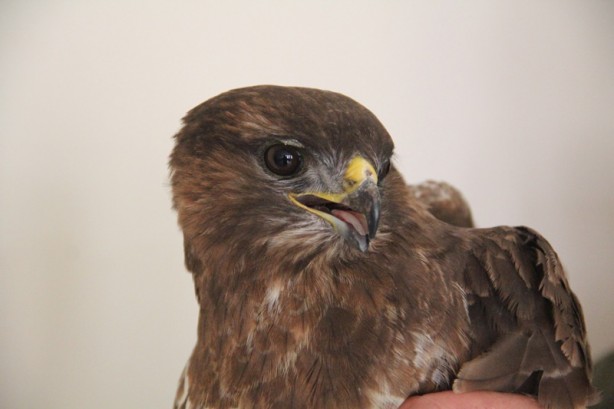 Foto - Yaralı bulunan kızıl şahin ve İshak kuşu tedavi altına alındı