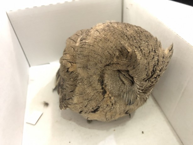 Foto - Yaralı bulunan kızıl şahin ve İshak kuşu tedavi altına alındı