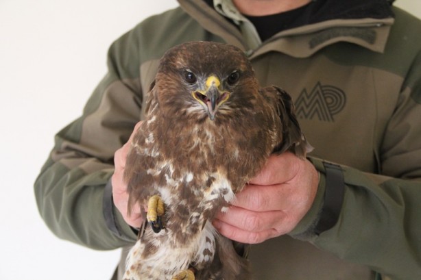 Foto - Yaralı bulunan kızıl şahin ve İshak kuşu tedavi altına alındı