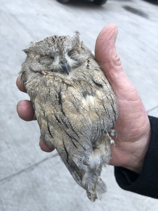 Foto - Yaralı bulunan kızıl şahin ve İshak kuşu tedavi altına alındı