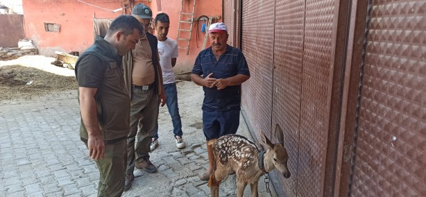 Foto - Yaralı halde bulduğu yavru geyiğe bebek gibi baktı