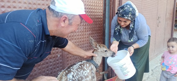 Foto - Yaralı halde bulduğu yavru geyiğe bebek gibi baktı