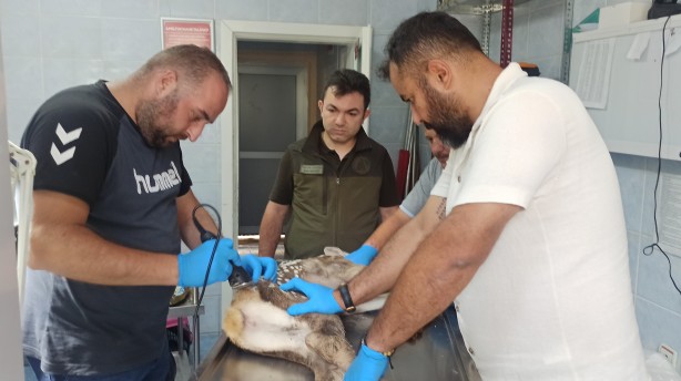 Foto - Yaralı halde bulduğu yavru geyiğe bebek gibi baktı