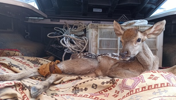 Foto - Yaralı halde bulduğu yavru geyiğe bebek gibi baktı
