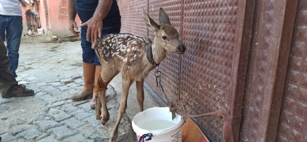 Foto - Yaralı halde bulduğu yavru geyiğe bebek gibi baktı
