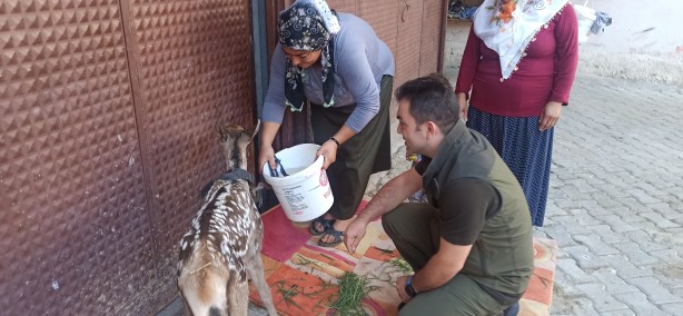 Foto - Yaralı halde bulduğu yavru geyiğe bebek gibi baktı