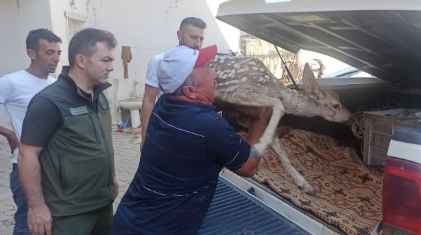 Foto - Yaralı halde bulduğu yavru geyiğe bebek gibi baktı