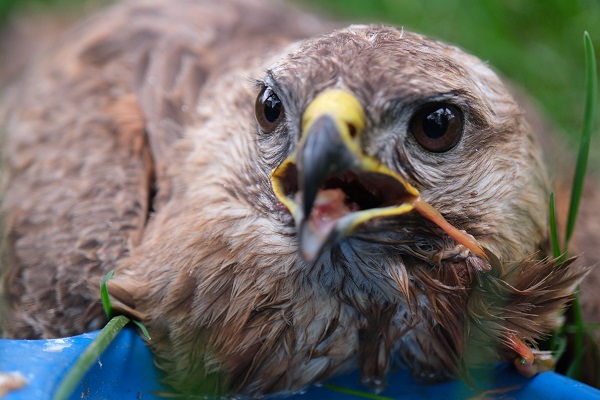 Foto - Yaralı şahin tedavi altında