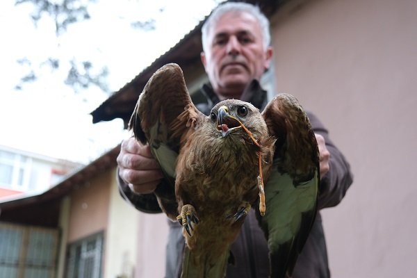 Foto - Yaralı şahin tedavi altında