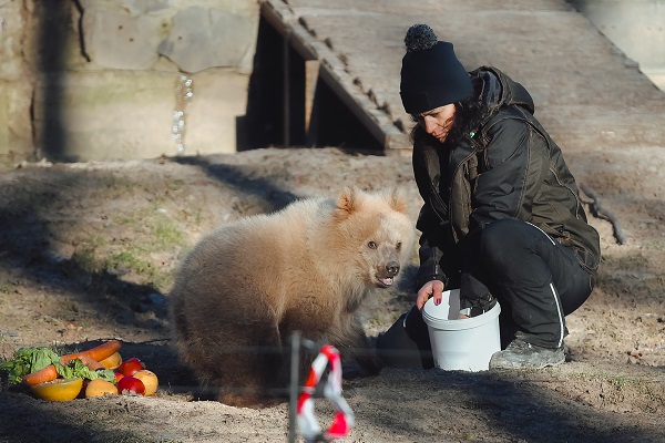 Foto - Yaramaz ayı açlığa 10 gün dayandı! 