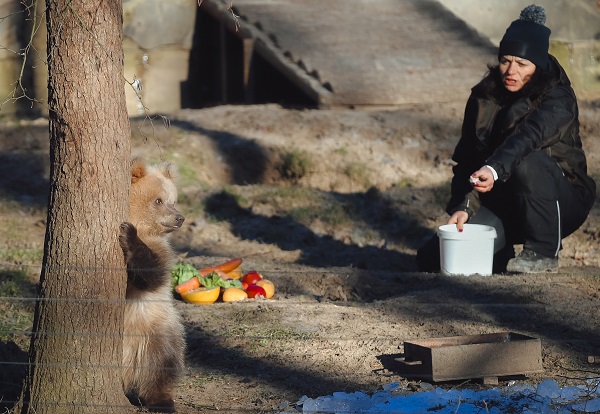 Foto - Yaramaz ayı açlığa 10 gün dayandı! 