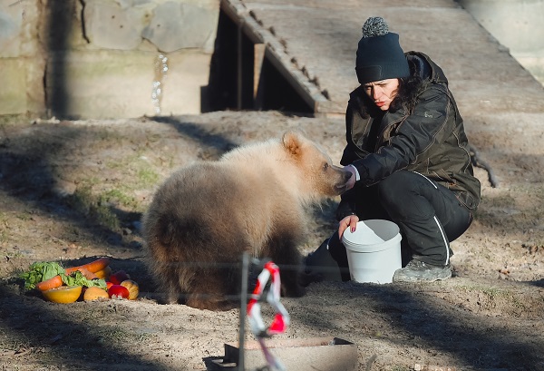 Foto - Yaramaz ayı açlığa 10 gün dayandı! 