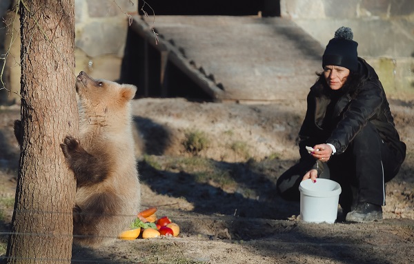 Foto - Yaramaz ayı açlığa 10 gün dayandı! 