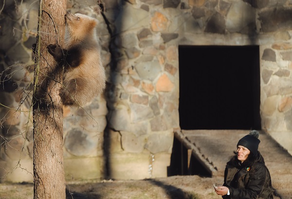 Foto - Yaramaz ayı açlığa 10 gün dayandı! 