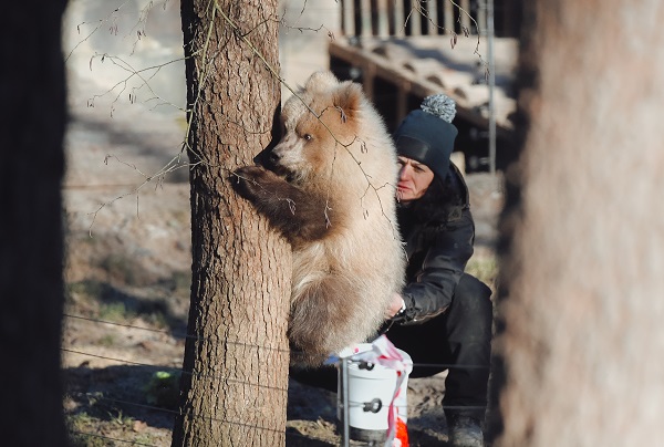 Yaramaz ayı açlığa 10 gün dayandı! 