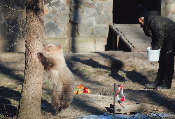 Foto - Yaramaz ayı açlığa 10 gün dayandı! 