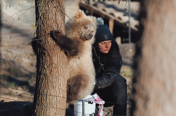 Foto - Yaramaz ayı açlığa 10 gün dayandı! 