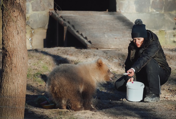 Foto - Yaramaz ayı açlığa 10 gün dayandı! 
