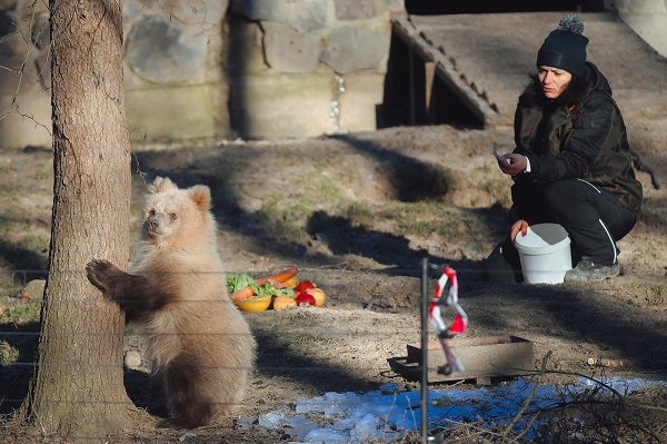 Foto - Yaramaz ayı açlığa 10 gün dayandı! 
