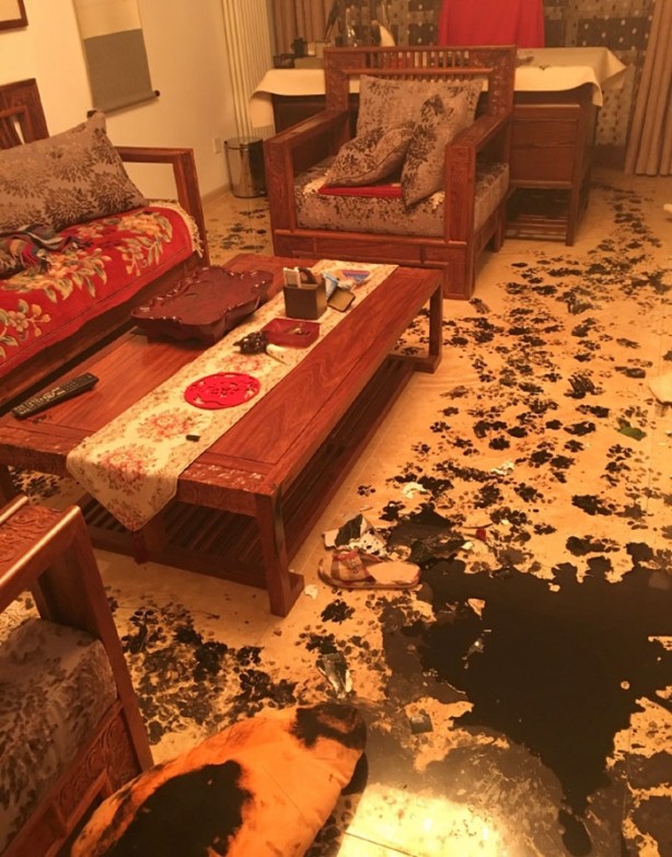 Foto - Bakın yaramaz köpek evi ne hale getirdi!