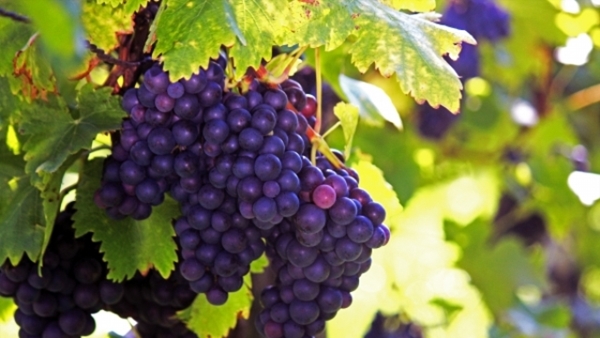 Foto - Yararları bu meyvelerin renginde saklı!