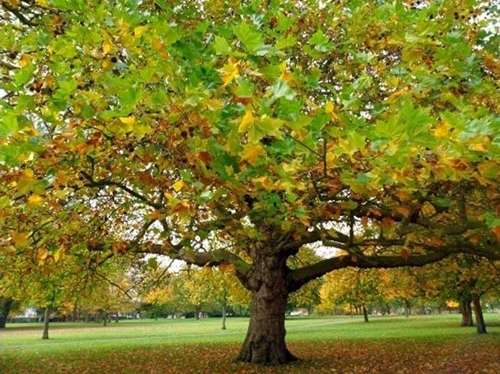 Yararları saymakla bitmiyor