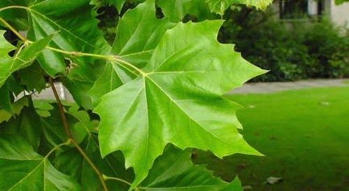 Foto - Yararları saymakla bitmiyor