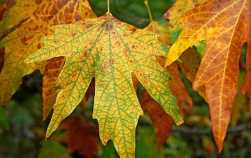Foto - Yararları saymakla bitmiyor