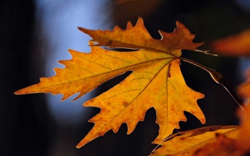 Foto - Yararları saymakla bitmiyor