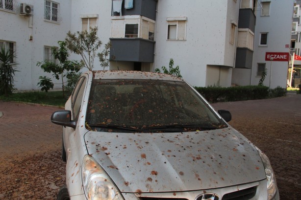 Foto - Yarasalar dışkılarıyla site sakinlerini bezdirdi