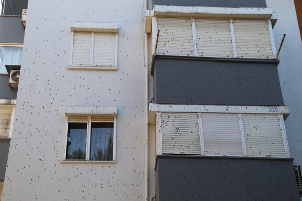 Foto - Yarasalar dışkılarıyla site sakinlerini bezdirdi