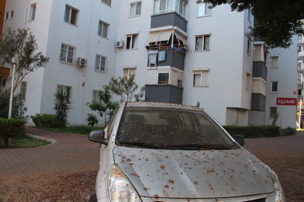 Foto - Yarasalar dışkılarıyla site sakinlerini bezdirdi