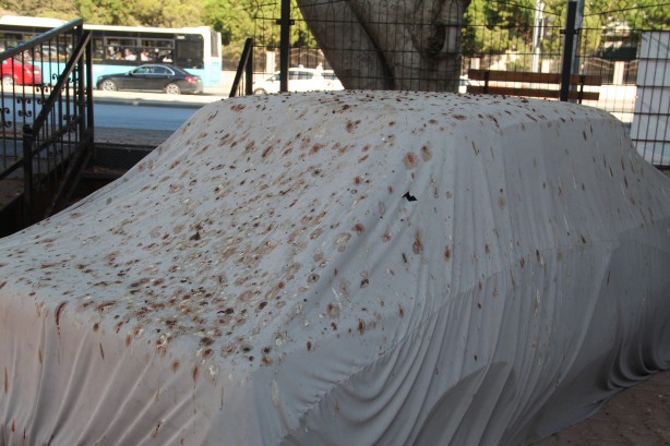 Foto - Yarasalar dışkılarıyla site sakinlerini bezdirdi