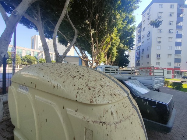 Foto - Yarasalar dışkılarıyla site sakinlerini bezdirdi